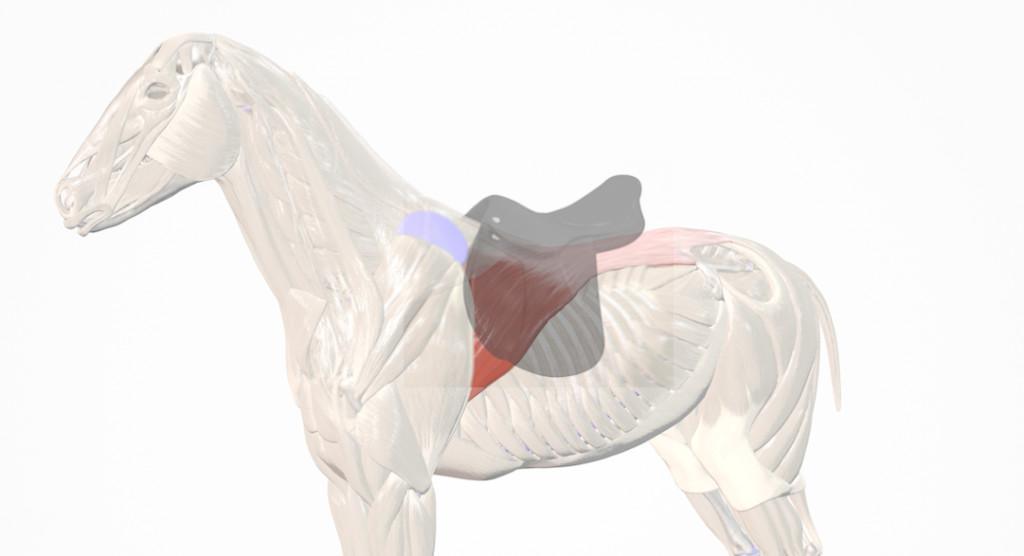 Der breite Rückenmuskel (M. latissimus dorsi)