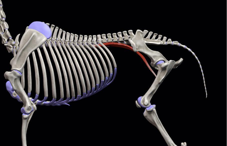 Großer Lendenmuskel (M. psoas major) Großer Lendenmuskel (M. psoas major)