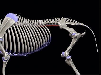 Kleiner Lendenmuskel (M. psoas minor)