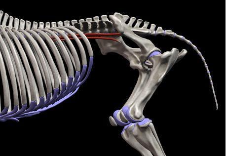 Kleiner Lendenmuskel (M. psoas minor)