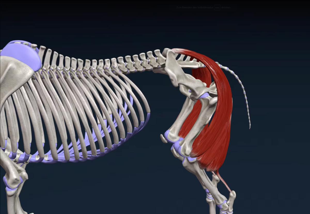 Der zweiköpfige Muskel (M. biceps femoris)