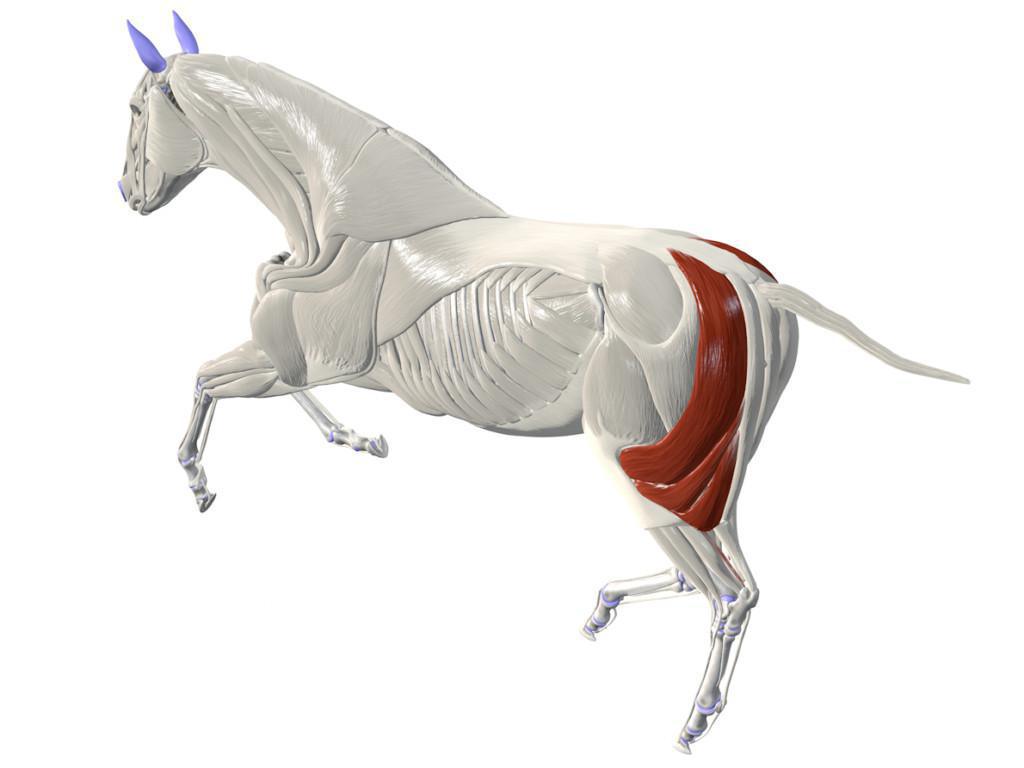 Der zweiköpfige Muskel (M. biceps femoris)