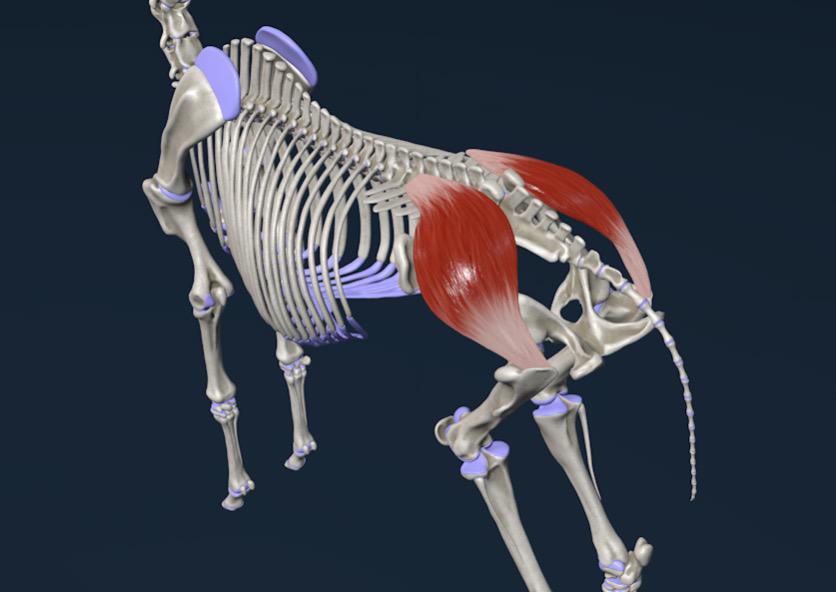 Der mittlere Kruppenmuskel (M. glutaeus medius)