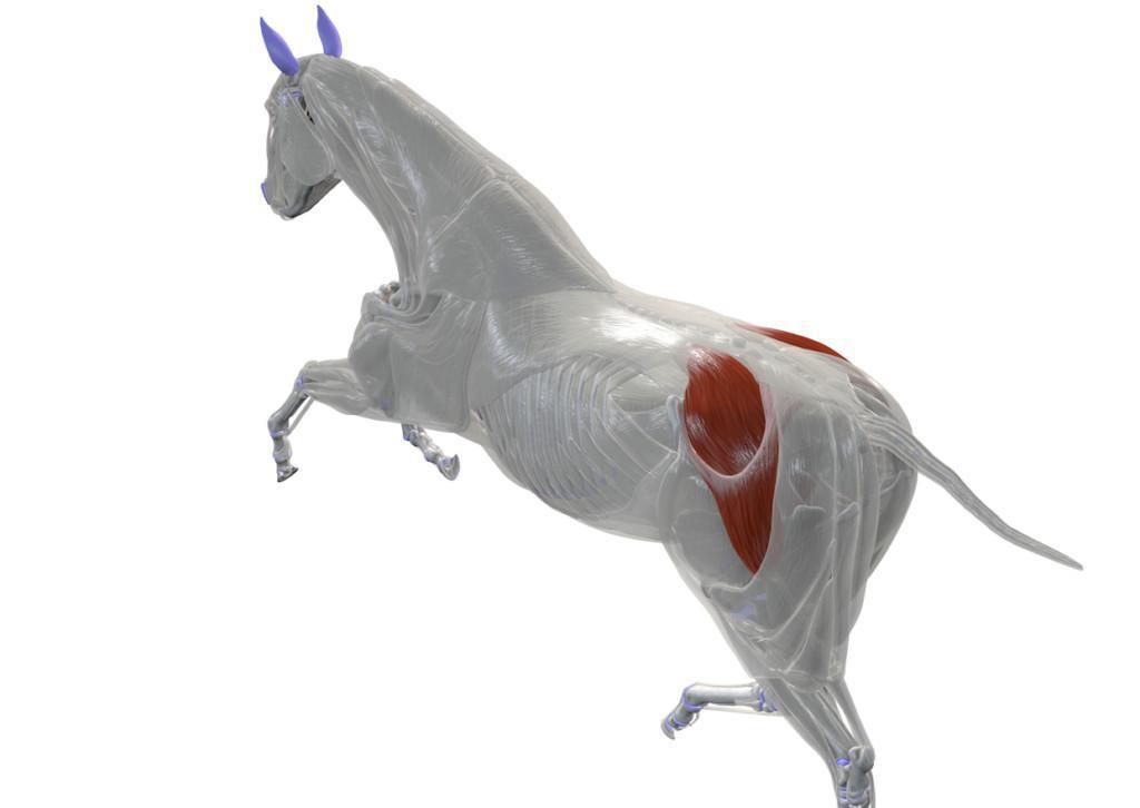 Der mittlere Kruppenmuskel (M. glutaeus medius)