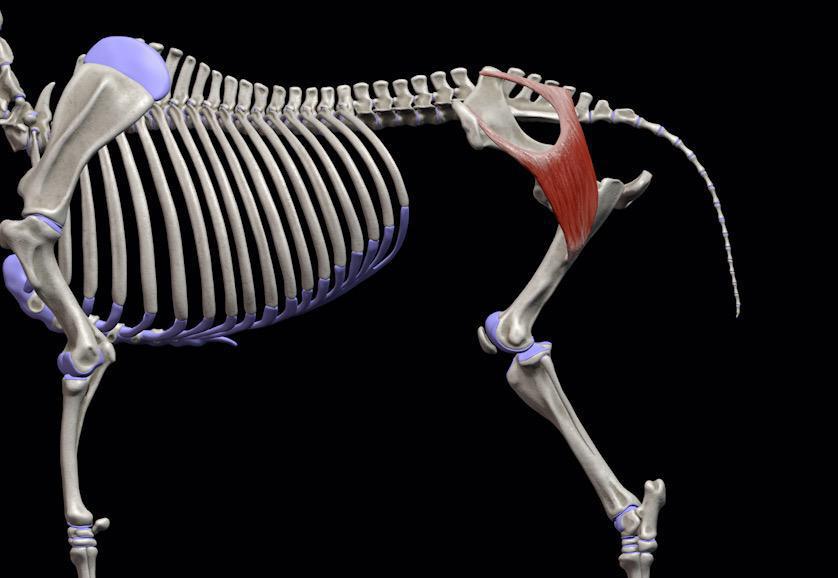 Oberflächlicher Kruppenmuskel (M. glutaeus superficialis)