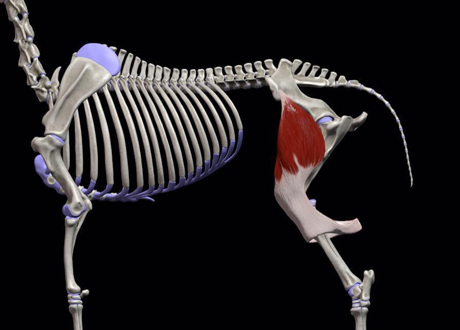 Spanner der Schenkelfaszie (M. Tensor fasciae latae)