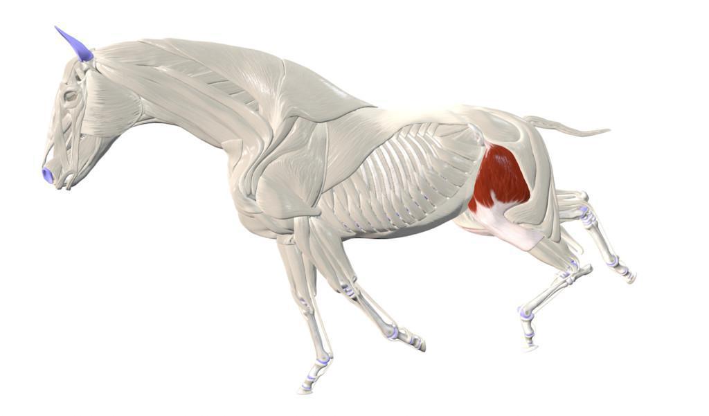 Spanner der Schenkelfaszie (M. Tensor fasciae latae)