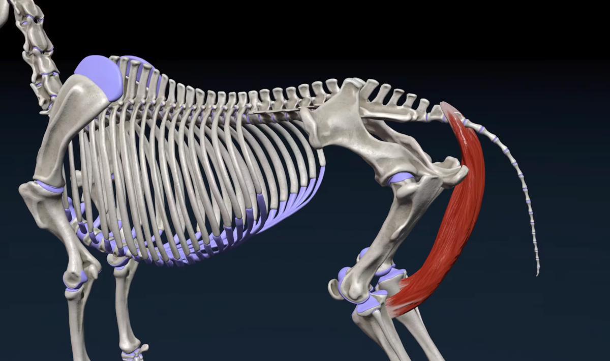 Der halbhäutige Muskel (M. Semimembranosus)