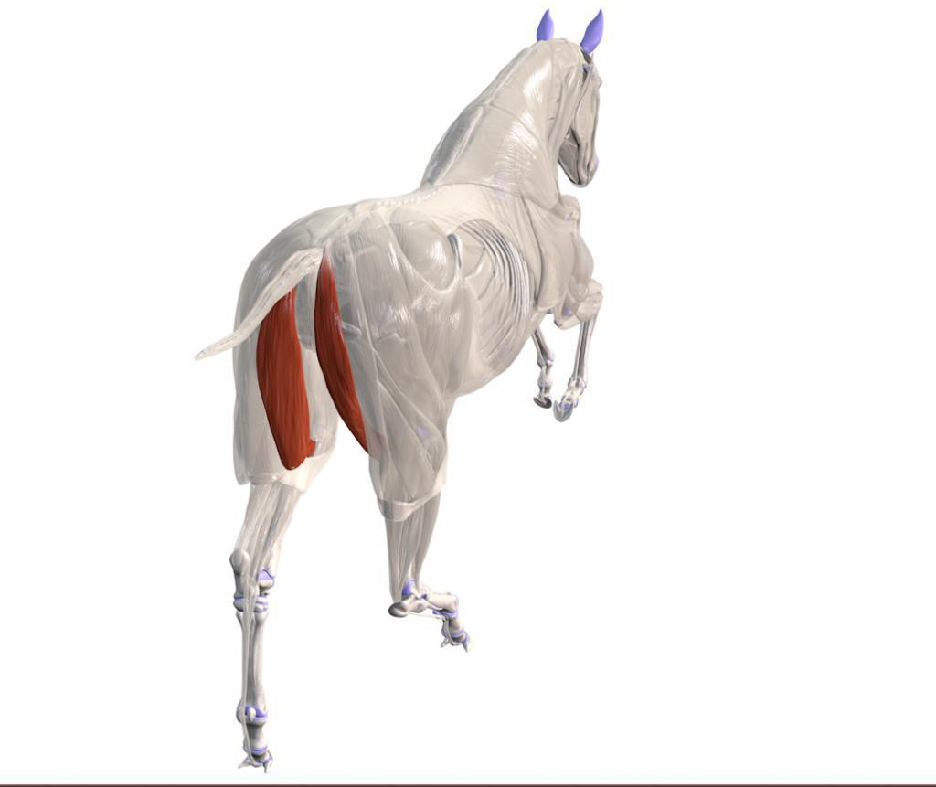 Der halbhäutige Muskel (M. Semimembranosus)