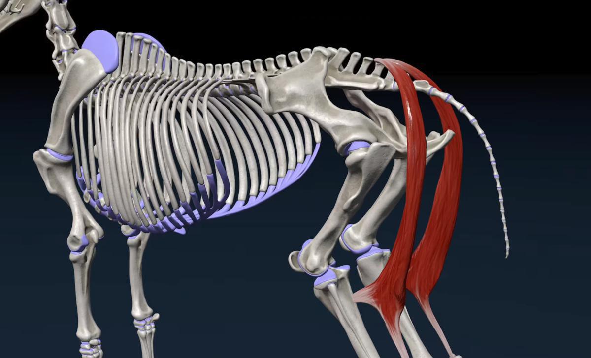 Der halbsehnige Muskel (M. Semitendinosus)