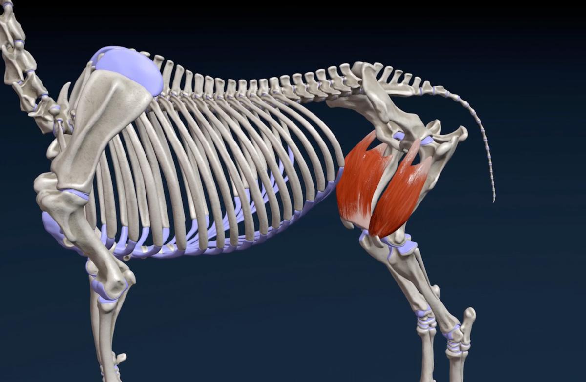 Der vierköpfige Oberschenkelmuskel (M. Quadriceps)