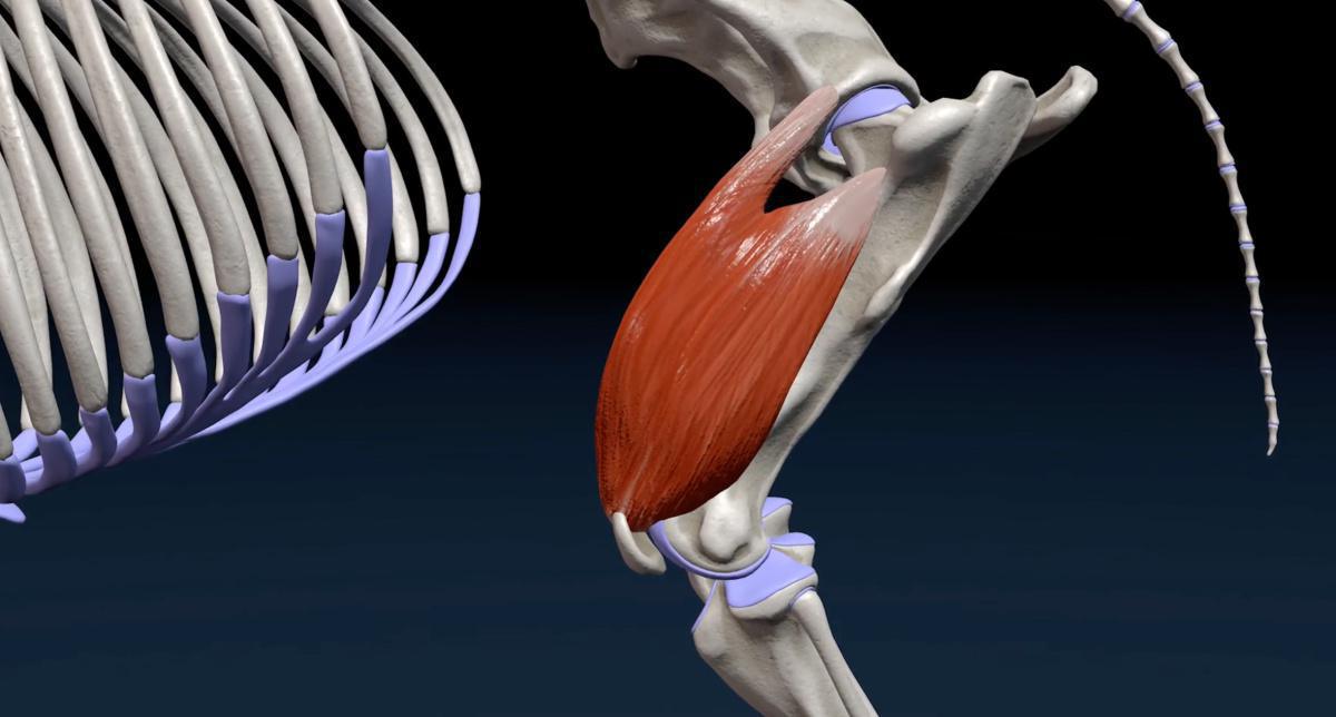 Der vierköpfige Oberschenkelmuskel (M. Quadriceps)