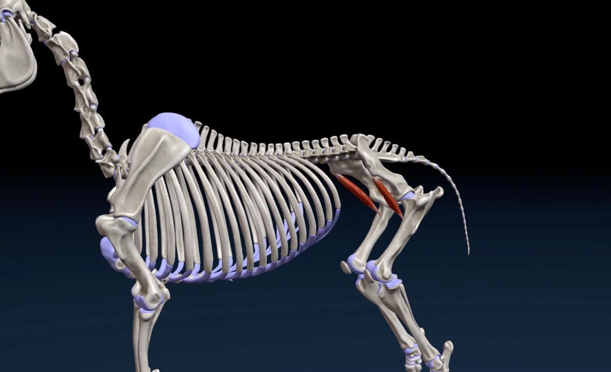 Darmbeinmuskel (M. iliacus)