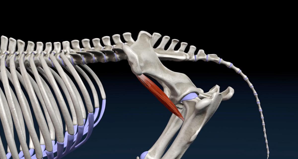 Darmbeinmuskel (M. iliacus)