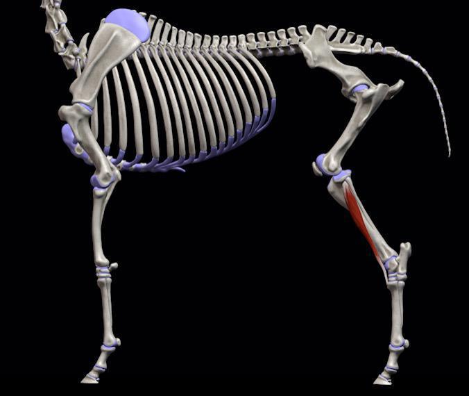 Vorderer Schienbeinmuskel (M. tibialis cranialis) Vorderer Schienbeinmuskel (M. tibialis cranialis)