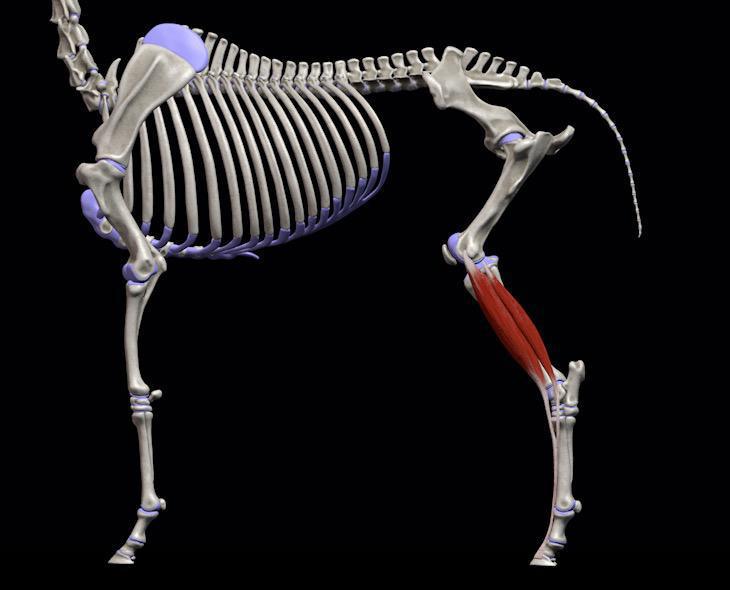 Langer Zehenstrecker (M. extensor digitalis longus) Langer Zehenstrecker (M. extensor digitalis longus)