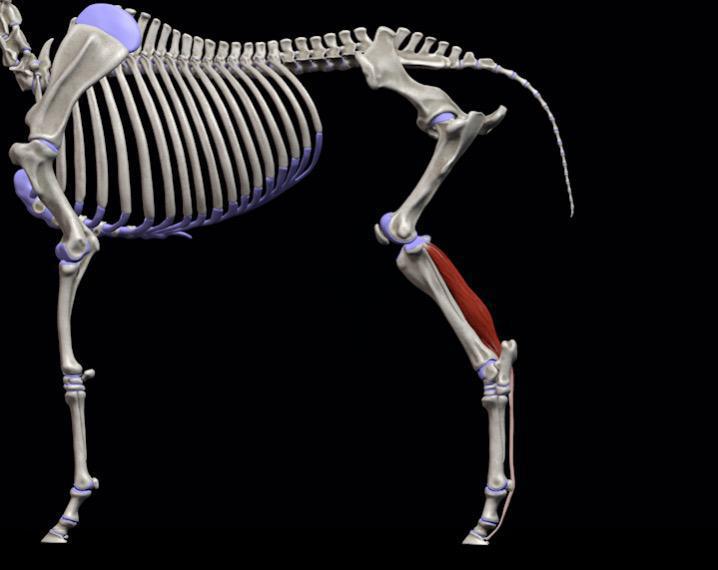 Tiefer Zehenbeuger (M. flexor digitalis profundus HG)