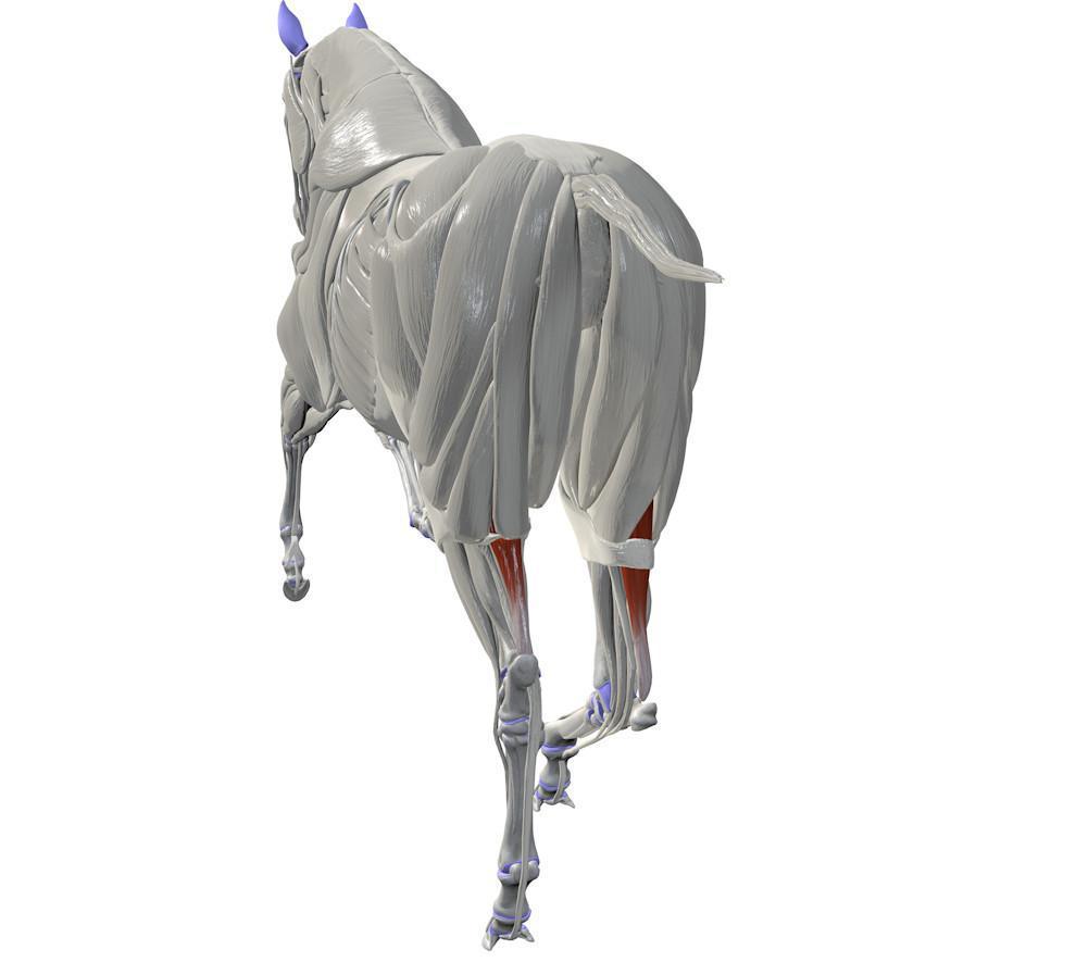 Der Wadenmuskel (M. Gastrocnemicus)