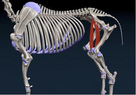 Schneidermuskel (M. sartorius)