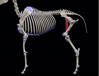 Schneidermuskel (M. sartorius)