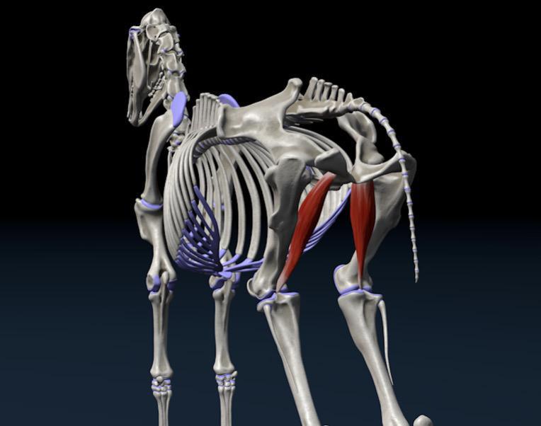 Einwärtszieher (Mm. Adductores) Einwärtszieher (Mm. Adductores)