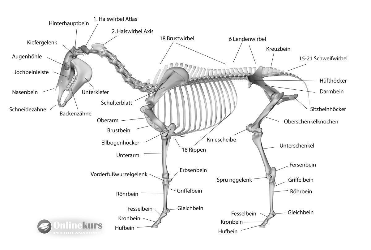 Das Skelett der Pferdes