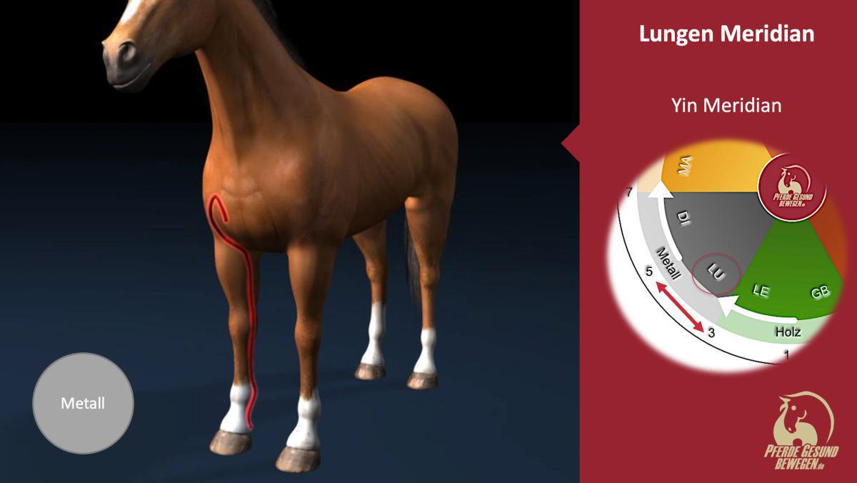 Der Lungenmeridian Der Lungenmeridian