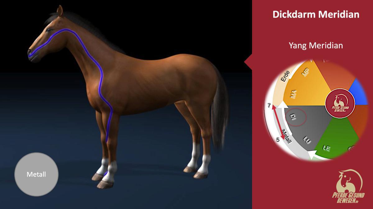 Der Dickdarm-Meridian Der Dickdarm-Meridian