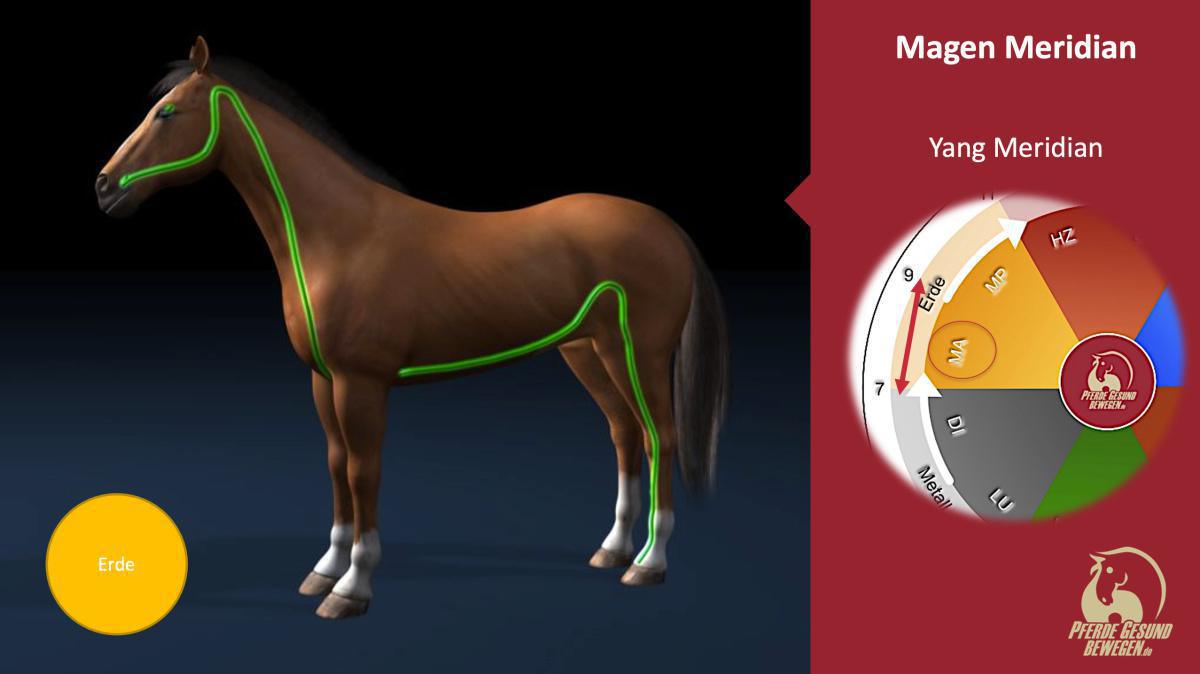 Der Magen-Meridian Der Magen-Meridian