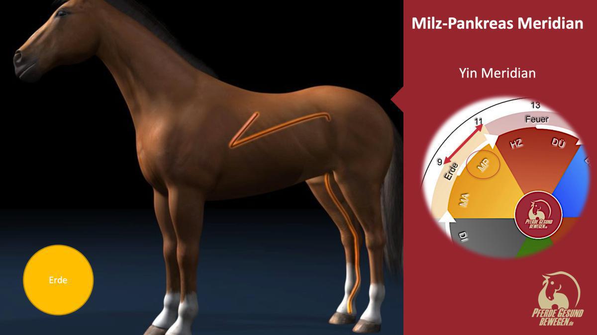 Der Milz-Pankreas Meridian