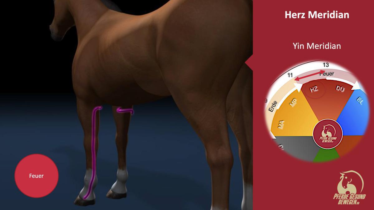Der Herz-Meridian