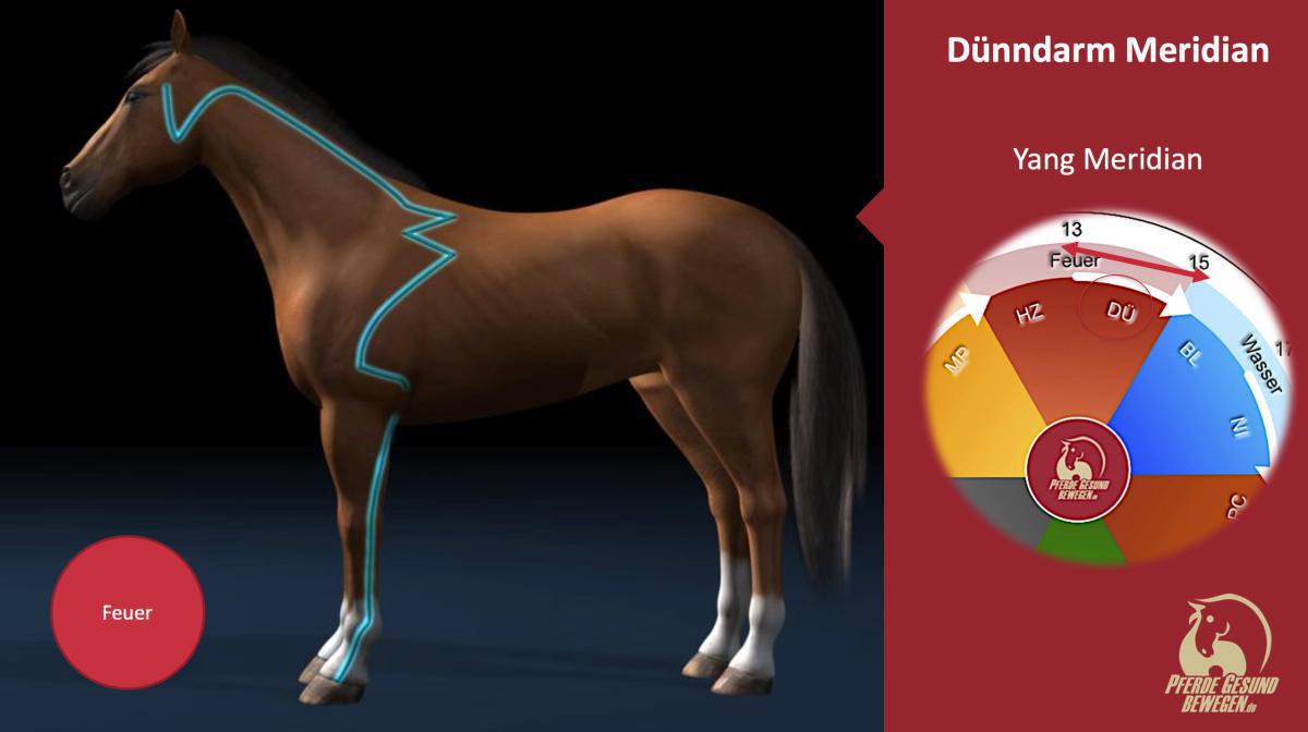 Der Dünndarm Meridian Der Dünndarm Meridian