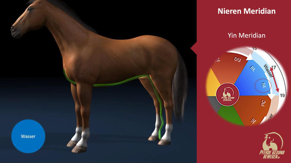 Der Nieren Meridian Der Nieren Meridian