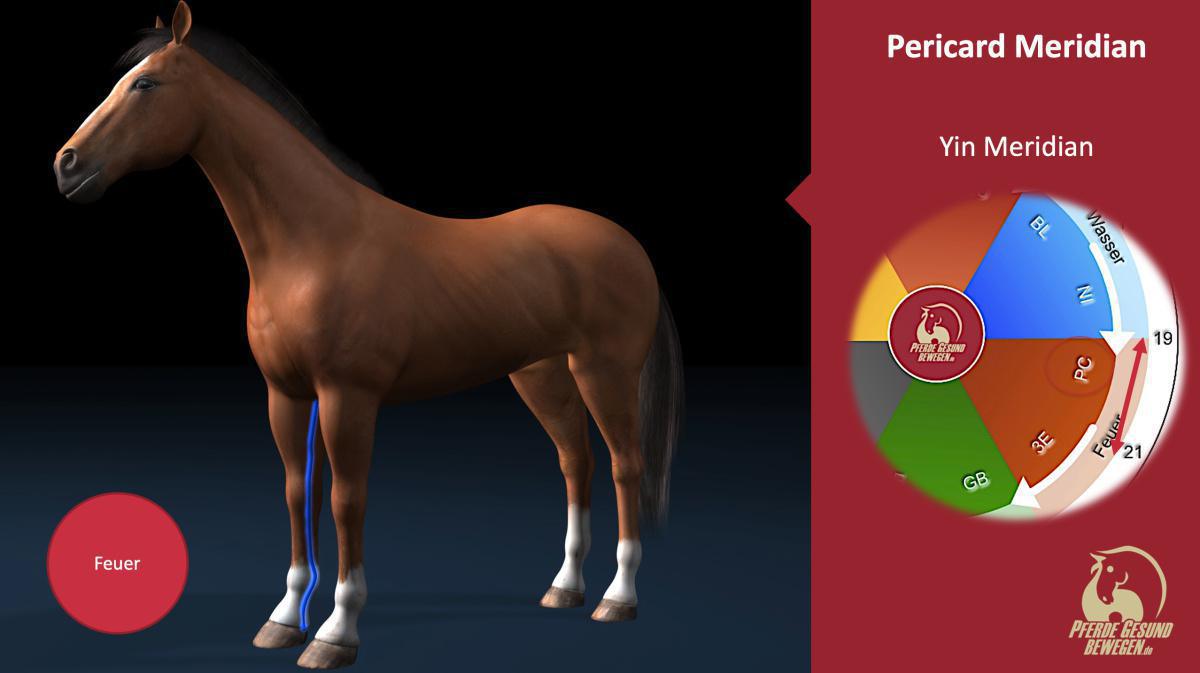 Der Pericard Meridian