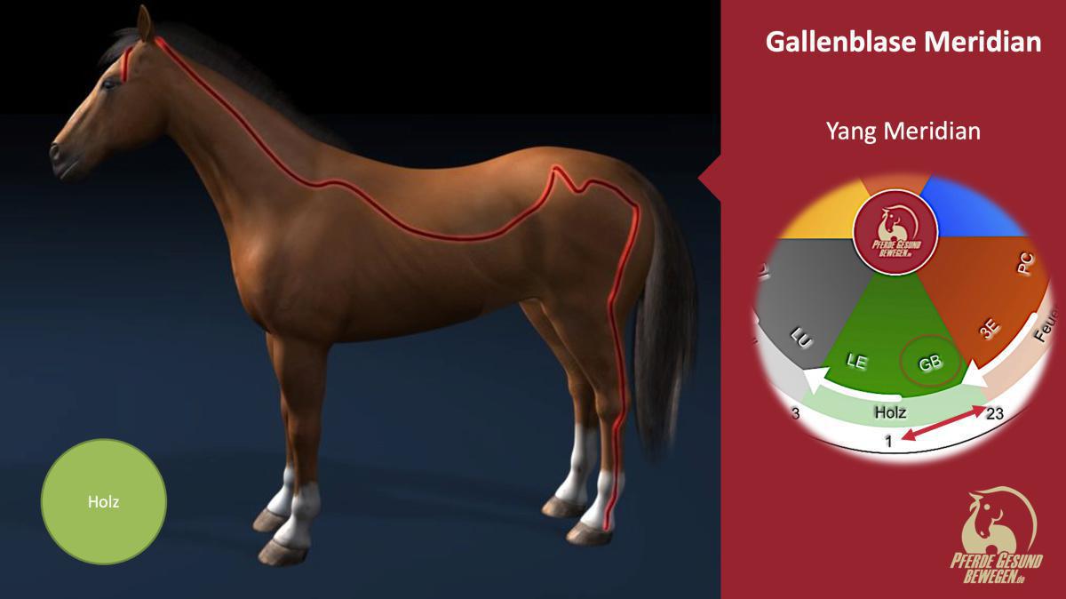 Der Gallenblasen Meridian