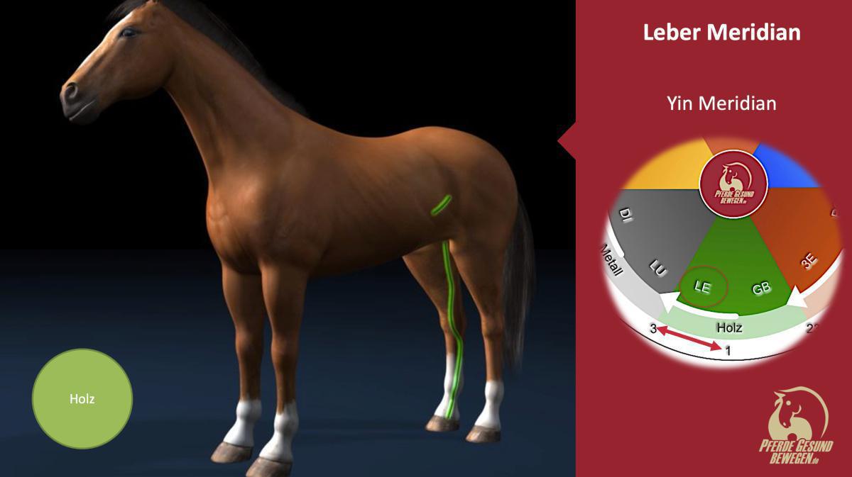 Der Leber Meridian Der Leber Meridian