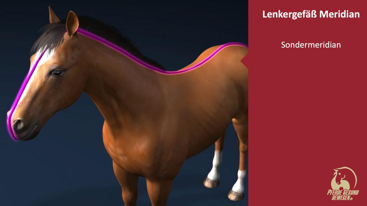 Der Lenkergefäß Meridian (Sondermeridian) Der Lenkergefäß Meridian (Sondermeridian)