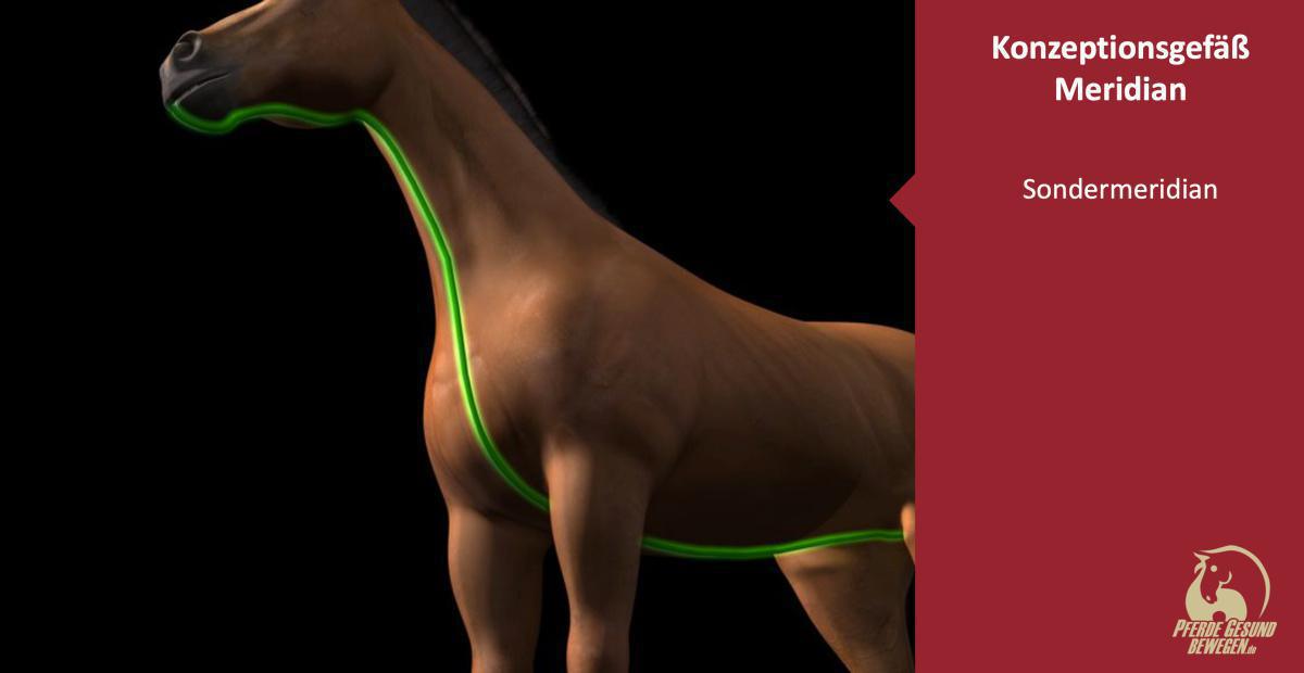 Der Konzeptionsgefäß Meridian (Sondermeridian)
