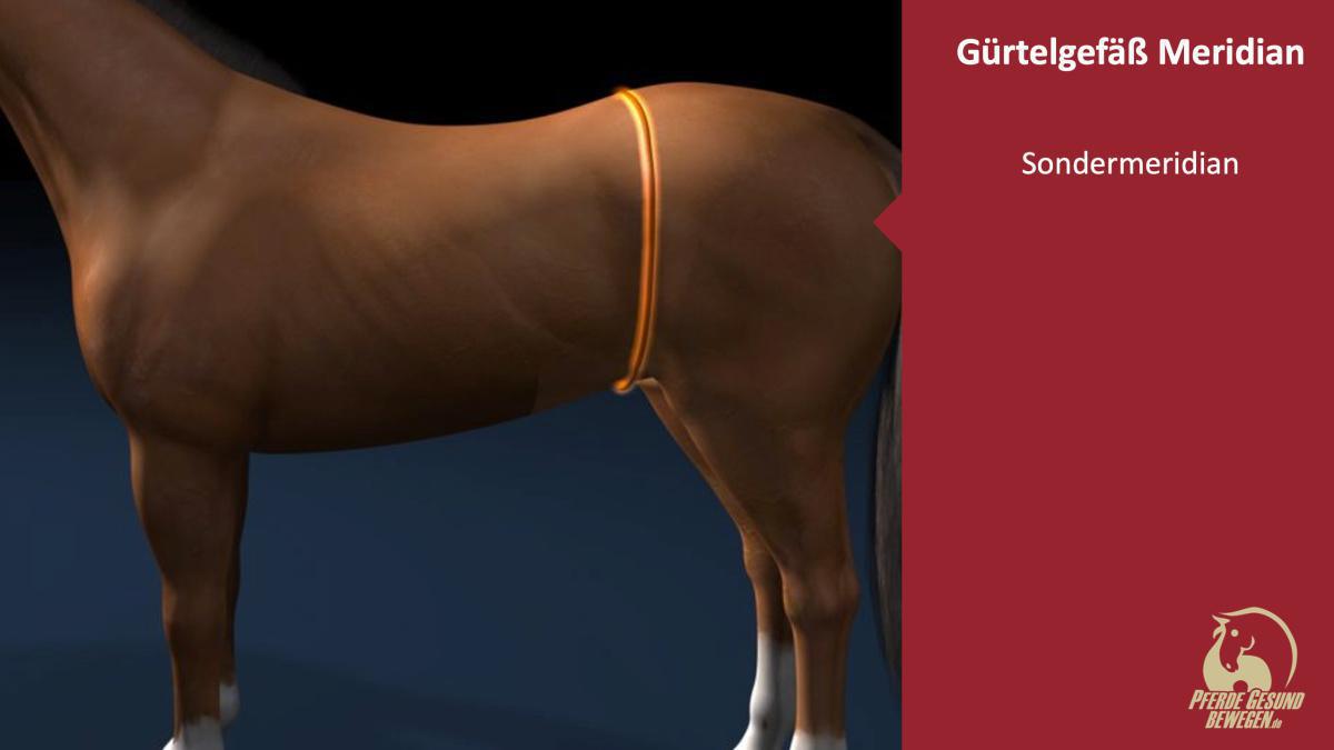Der Gürtelgefäß Meridian (Sondermeridian)