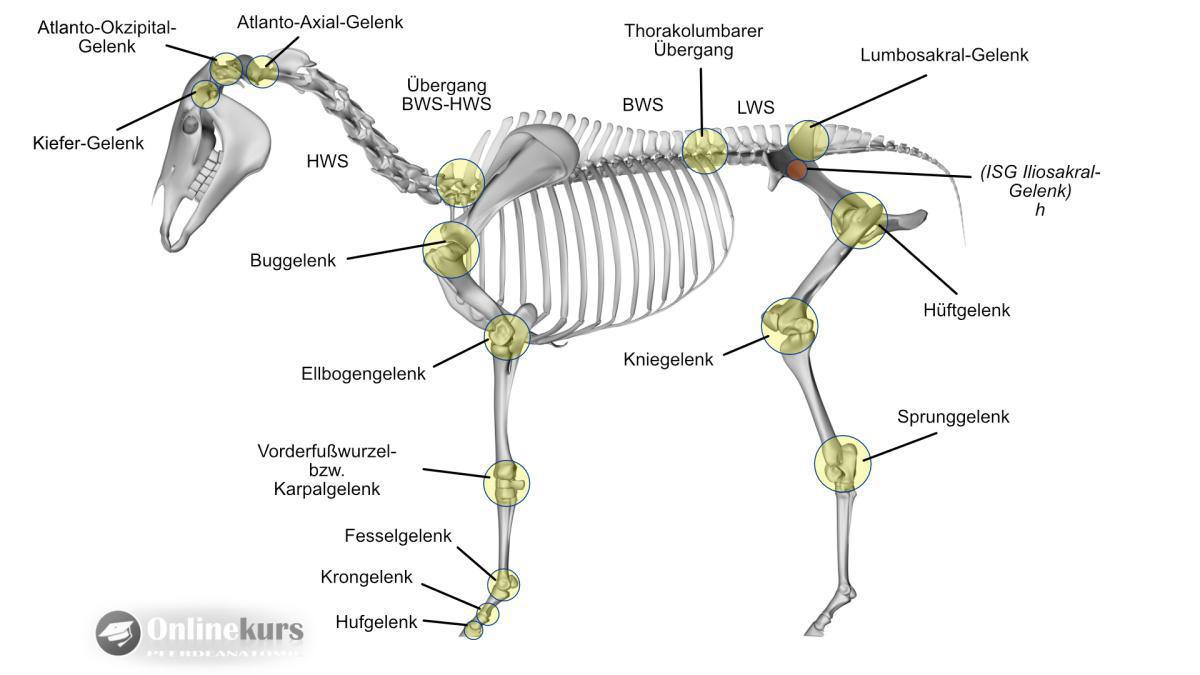 Wichtige Gelenke am Pferd