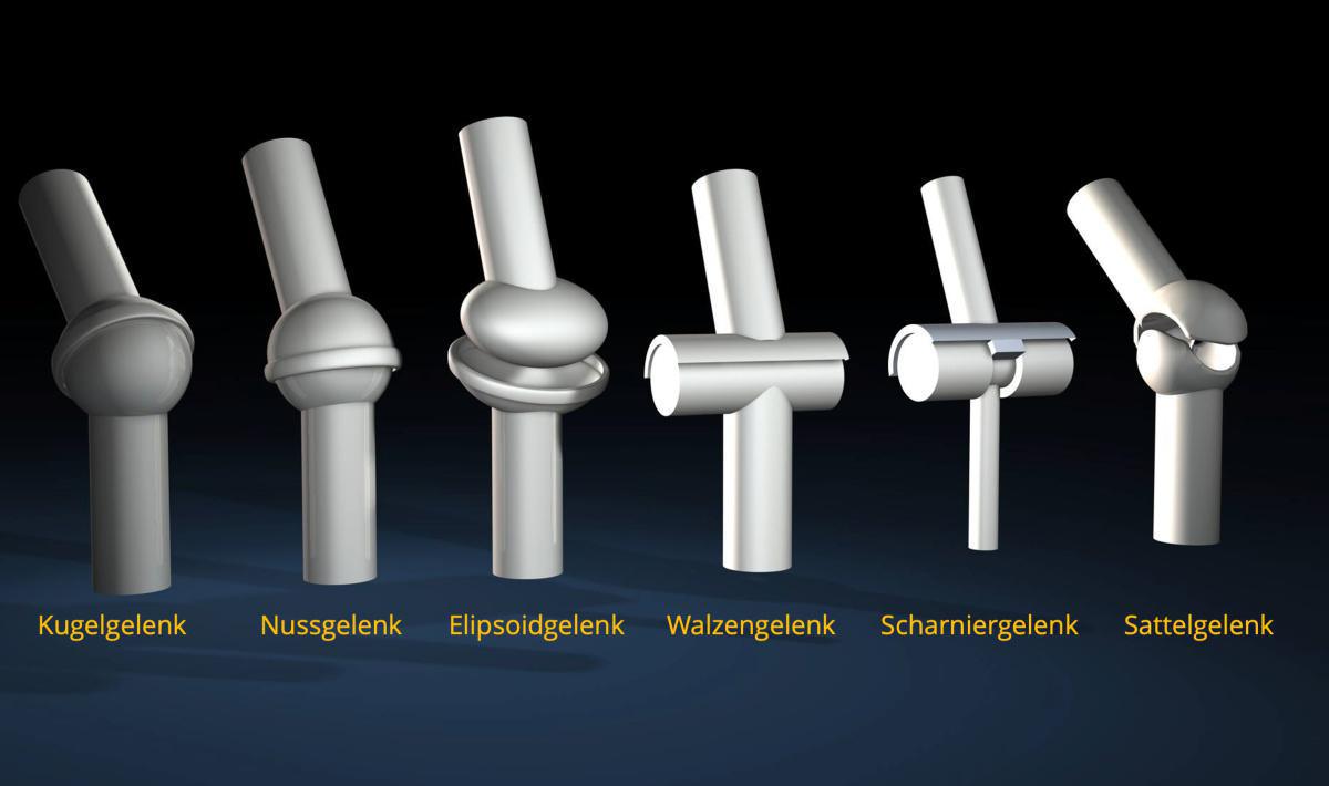 Gelenkarten des Pferdeskeletts