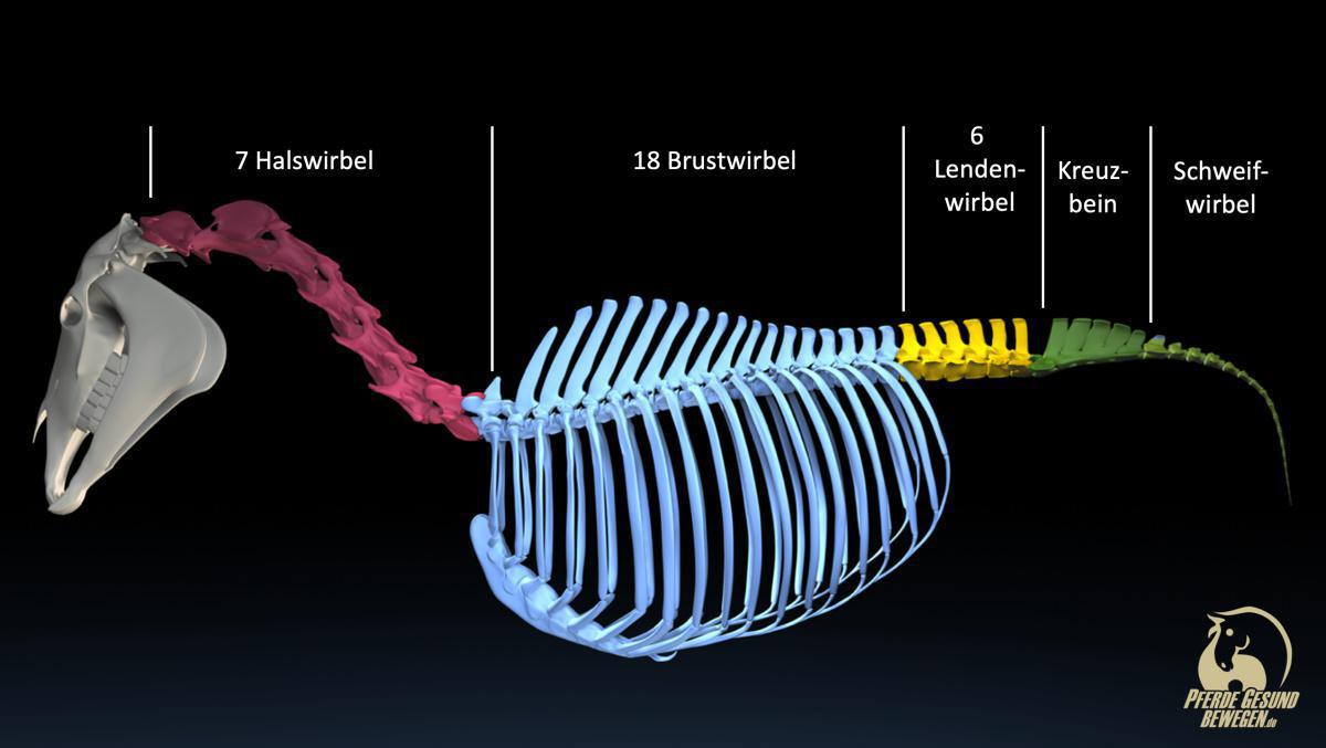 Abschnitte der Wirbelsäule
