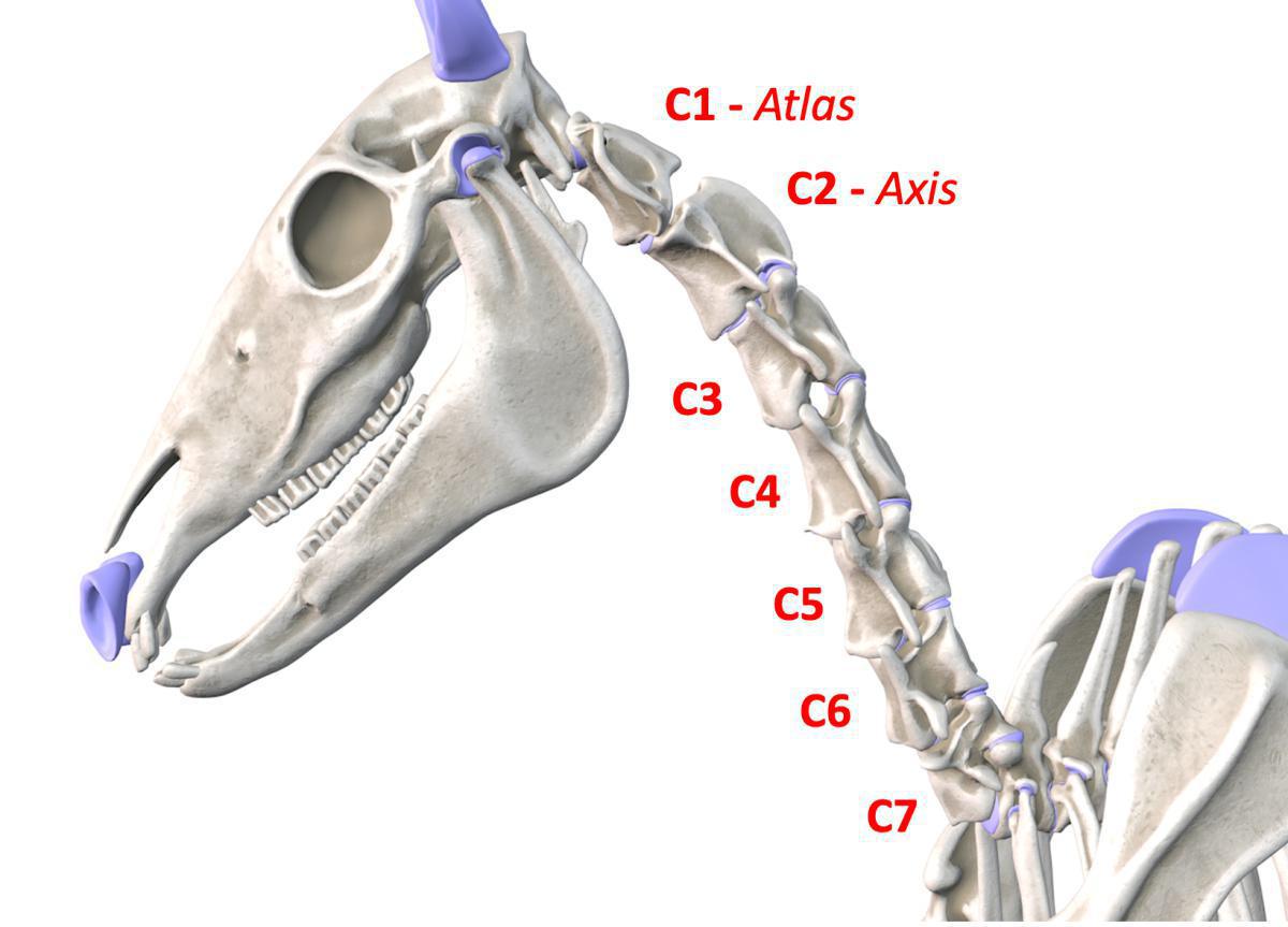 Die Halswirbelsäule