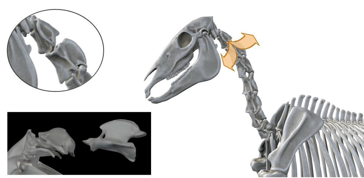 Atlanto-Axial-Gelenk - Nein-Sager-Gelenk