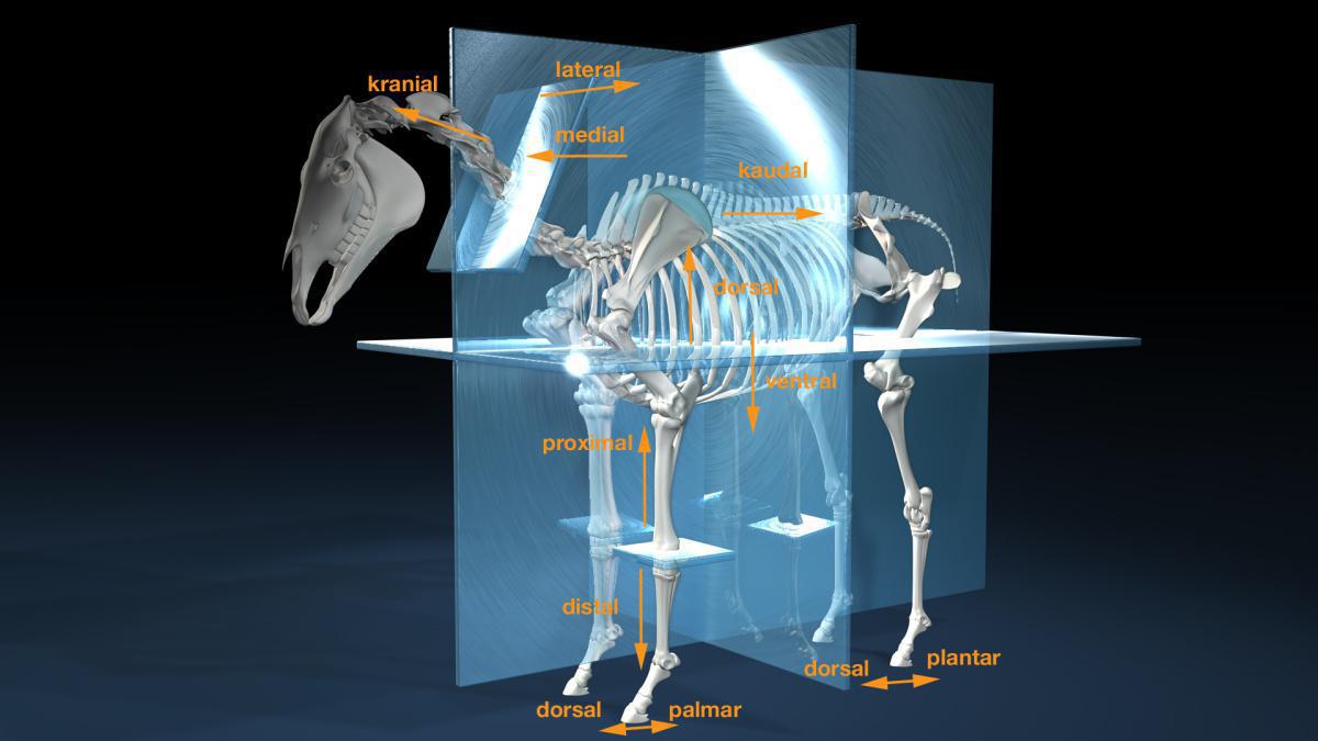 Richtungsbezeichnungen - Lagebezeichnungen Richtungsbezeichnungen - Lagebezeichnungen