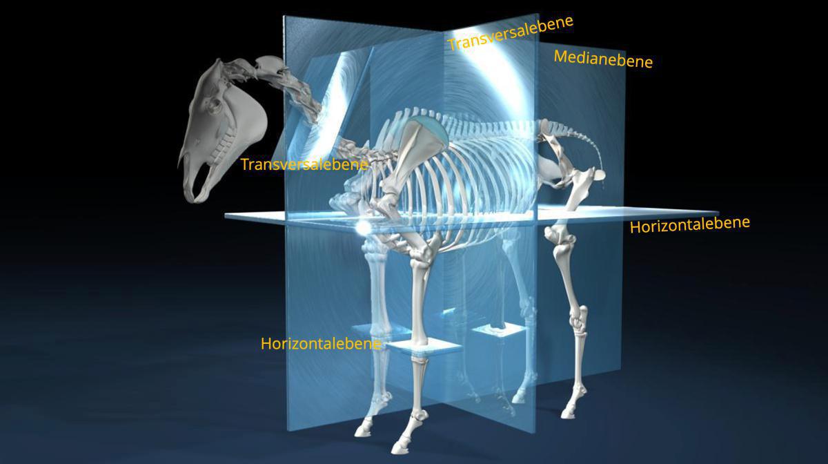 Die anatomischen Ebenen