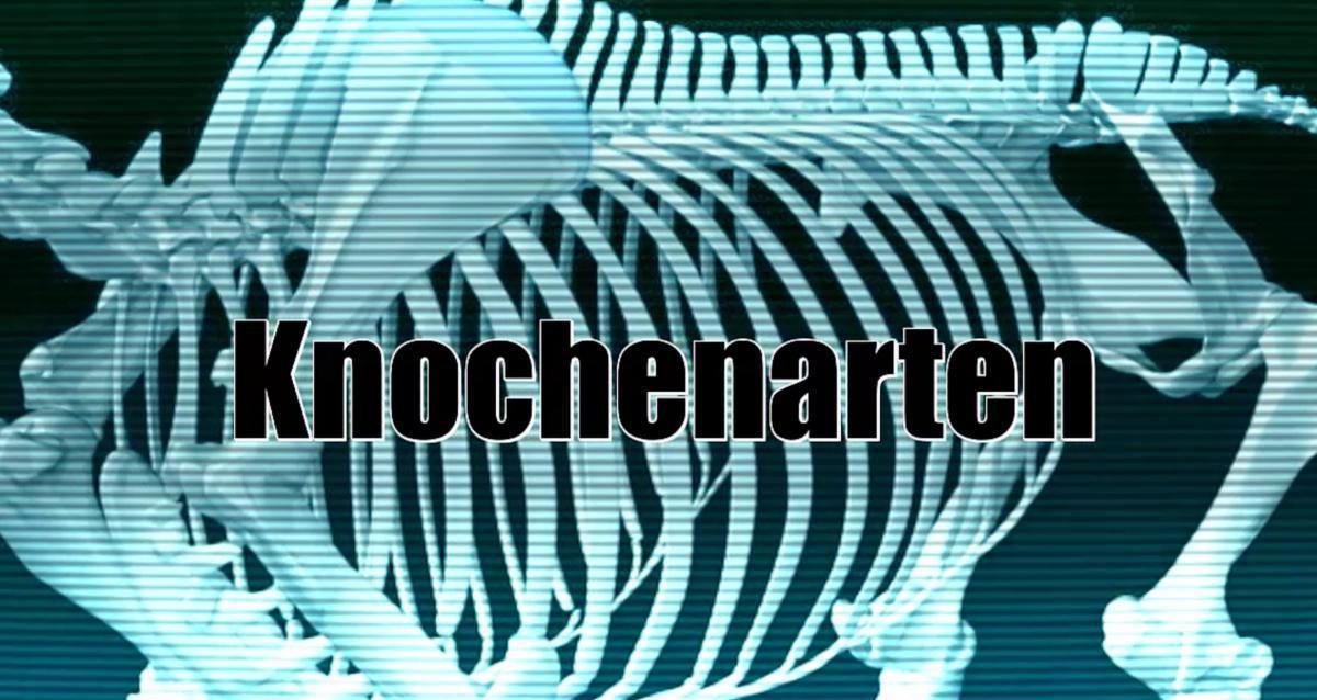 Knochenarten Knochenarten