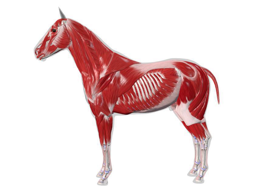 Die Muskeln des Pferdes