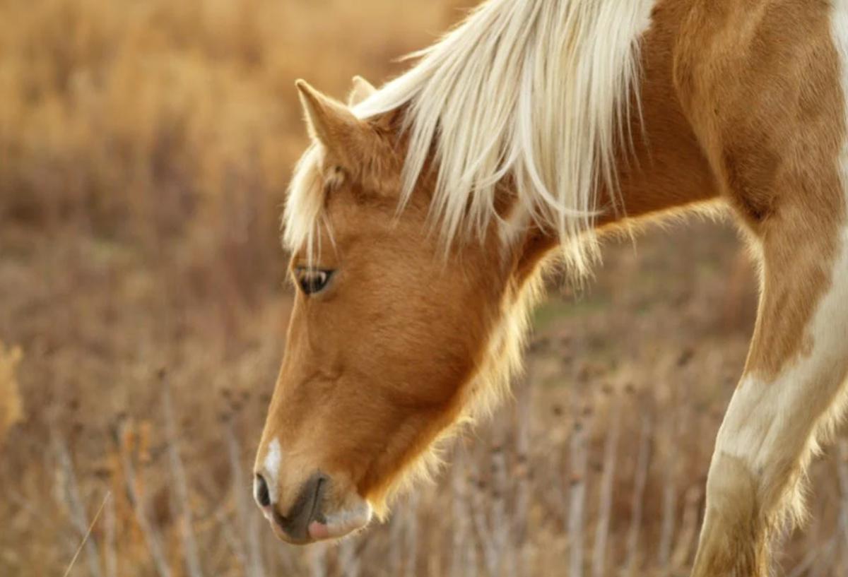 Die PAT Werte des Pferdes 