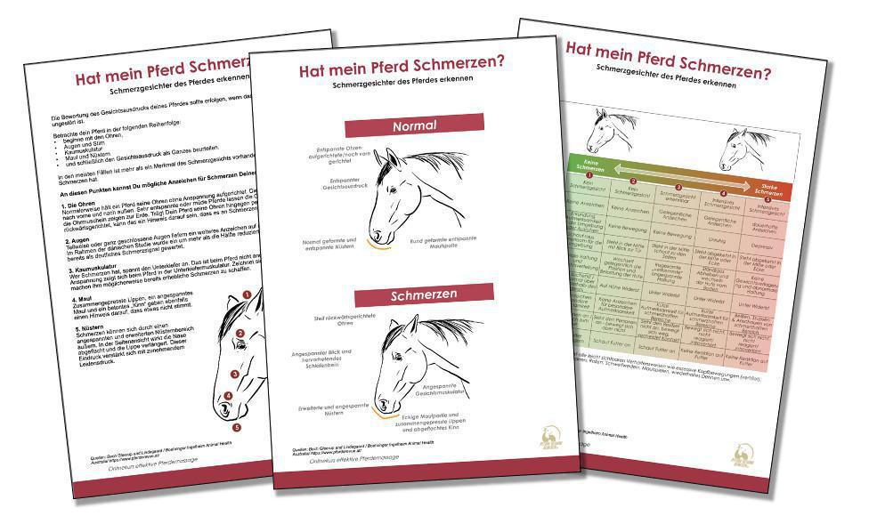 Schmerzgesichter erkennen Schmerzgesichter erkennen